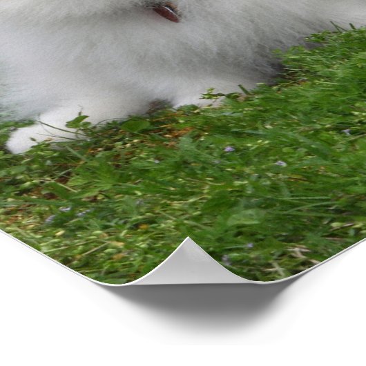 3 Pommeren Zitten Poster (Hoek)