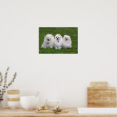 3 Pommeren Zitten Poster (Keuken)