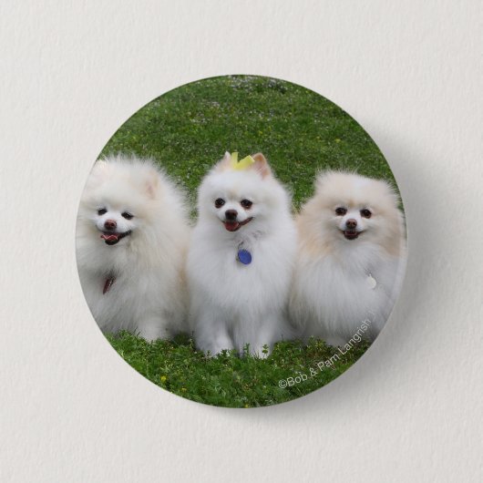 3 Pommeren Zitten Ronde Button 5,7 Cm (Voorkant)