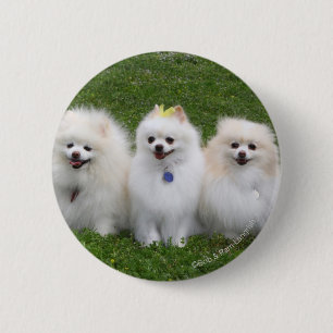 3 Pommeren Zitten Ronde Button 5,7 Cm