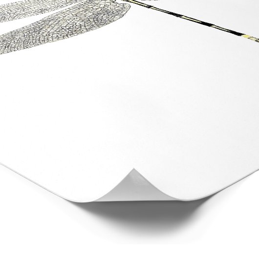 3 Poster d'Art Dragonfly (Coin)