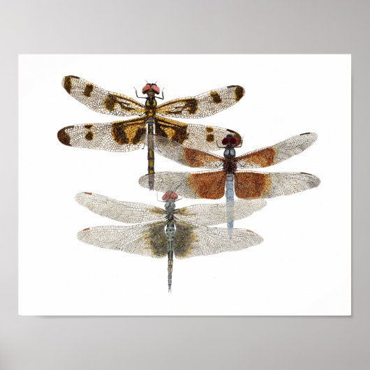 3 Poster d'Art Dragonfly (Devant)