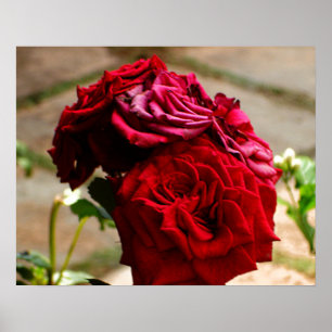 3 Rozen in het Poster Bloom