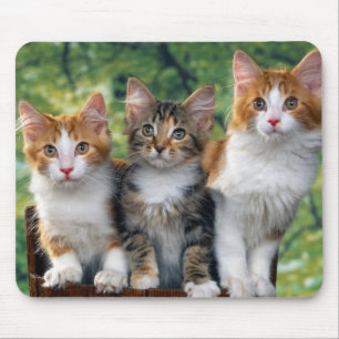 3-schattig-kittens-met-natuur-achtergronden_jpg muismat