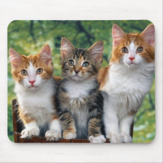 3-schattig-kittens-met-natuur-achtergronden_jpg muismat