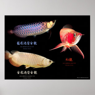 3 Soorten Aziatische Arowanaの ポ タ ー Poster
