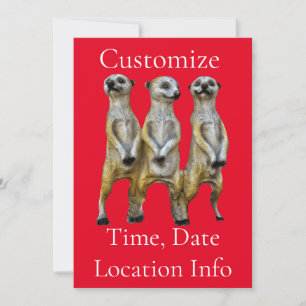 3 Staande Meerkats Thunder_Cove Kaart