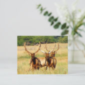 3 stieren (Elk) Briefkaart (Staand voorkant)