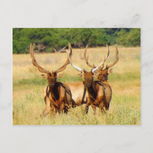 3 stieren (Elk) Briefkaart