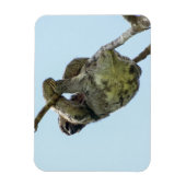 3-toed luiaard kleine magneet (Verticaal)