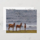 3 Wilde Donkey door het Zee Briefkaart (Voorkant / Achterkant)