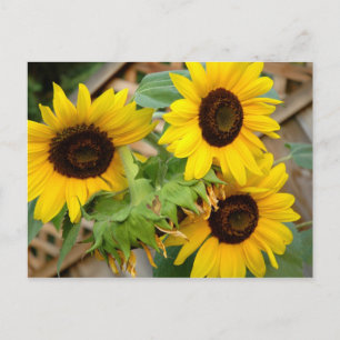 3 Zonnebloemen Briefkaart