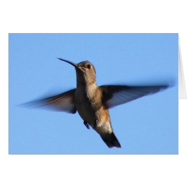 3aJ Hummingbird Flying in a Blue Sky (Voorkant Horizontaal)