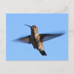 3aJ Hummingbird Flying in a Blue Sky Briefkaart