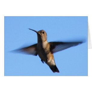 3aJ Hummingbird vole dans un ciel bleu