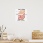 3d anatomie van het Poster epidermis (Keuken)