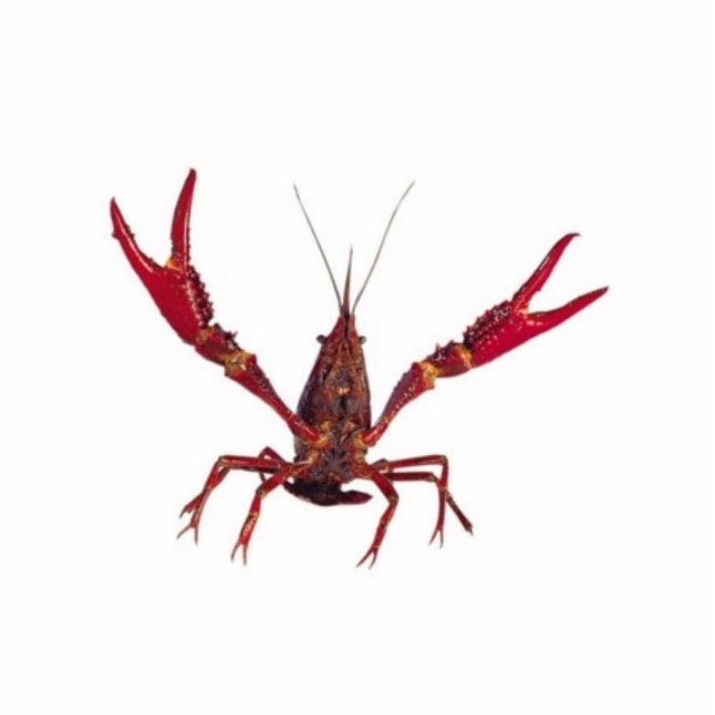3D Crawfish Ornament Fotobeeldje Ornament (Voorkant)