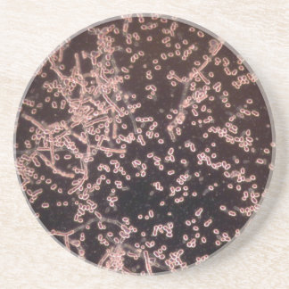 3D Gist-microscopische natte montagetechniek Zandsteen Onderzetter