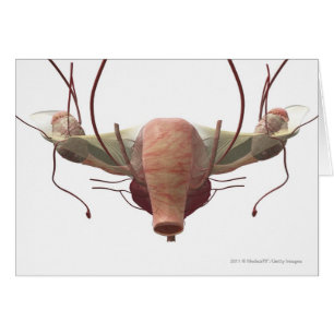3d model van het voortplantingssysteem van het vro