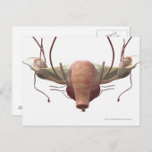 3d model van het voortplantingssysteem van het vro briefkaart (Voorkant / Achterkant)