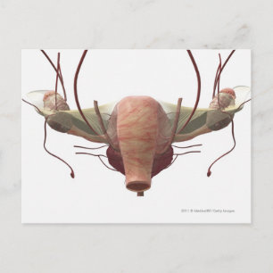 3d model van het voortplantingssysteem van het vro briefkaart