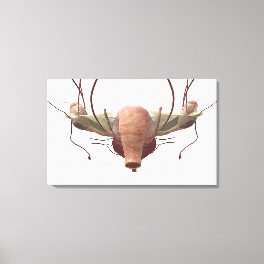 3d model van het voortplantingssysteem van het vro canvas afdruk (Voorkant)