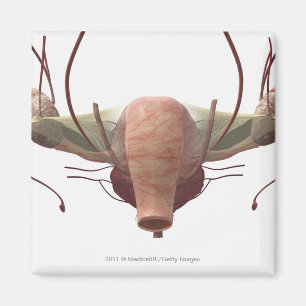 3d model van het voortplantingssysteem van het vro magneet