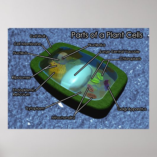 3D Plant celdiagram Poster (Voorkant)