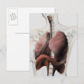 3D Uitzicht van het Ademhalingsstelsel van de Vrou Briefkaart (Voorkant / Achterkant)