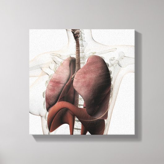 3D Uitzicht van het Ademhalingsstelsel van de Vrou Canvas Afdruk (Voorkant)