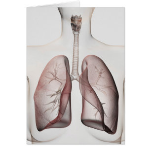 3D Uitzicht van het ademhalingssysteem van de Vrou