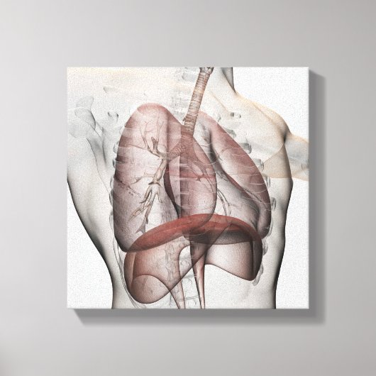 3D Uitzicht van het ademhalingssysteem voor mannen Canvas Afdruk (Voorkant)