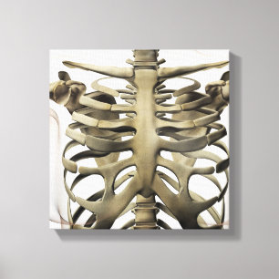 3D Uitzicht van Vrouw sternum- en ribkooien Canvas Afdruk