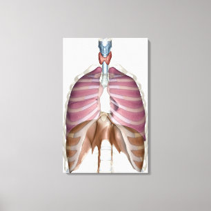 3d weergave van de ademhalingswegen canvas afdruk