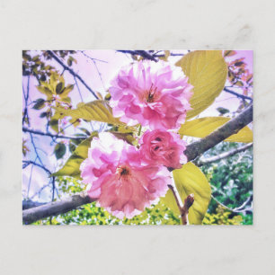 3PINK BLOSSOMS LIGHT BRIEFKAART