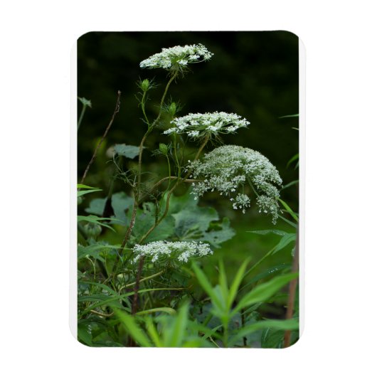 3x4 sjabloon van de referentiekmagneten magneet (Verticaal)