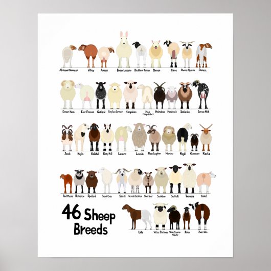 46 breeds of sheep poster (Devant)
