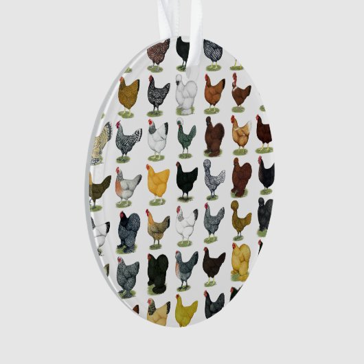 49 poules de poulet (devant)