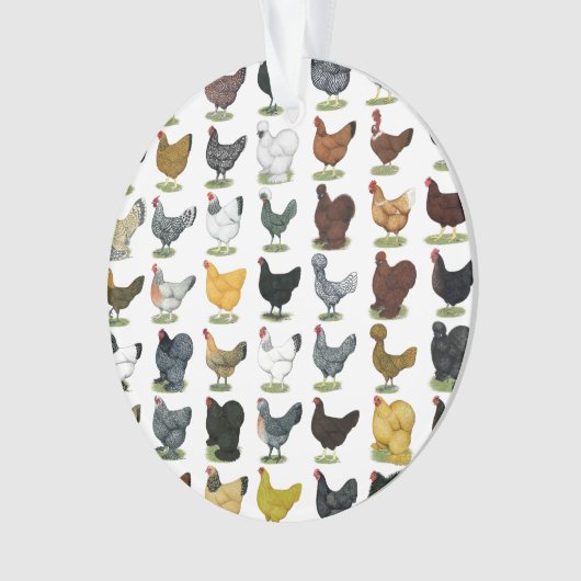 49 poules de poulet (devant)