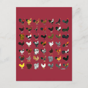 49 Roosters Briefkaart