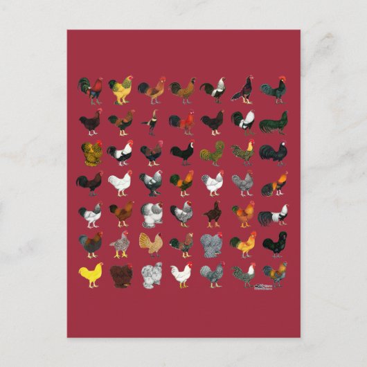 49 Roosters Briefkaart (Voorkant)
