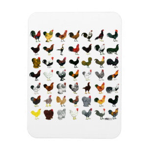 49 Roosters Magneet