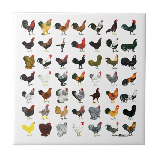 49 Roosters Tegeltje (Voorkant)