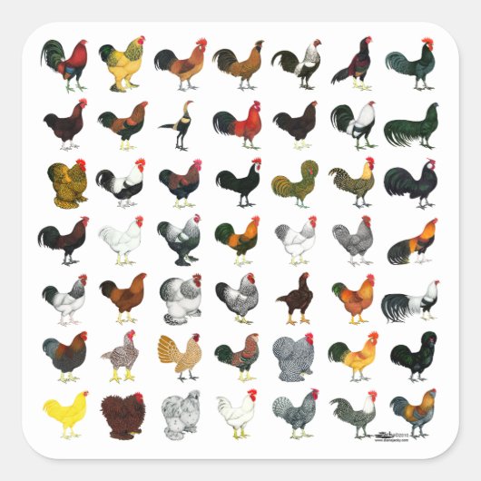 49 Roosters Vierkante Sticker (Voorkant)