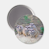4 Aimant de Peering Meerkats (Recto/Verso)