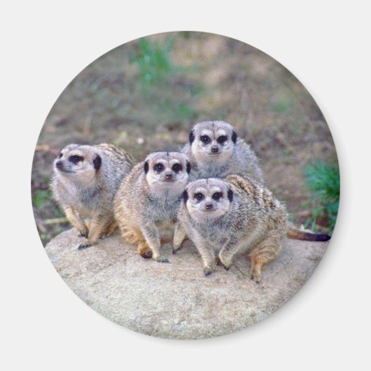 4 Aimant de Peering Meerkats (Devant)