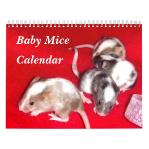 4 Baby Gedifferentieerde muizen opgroeien Kalender