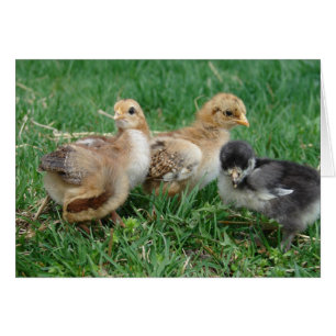 4 Bantam Chicken