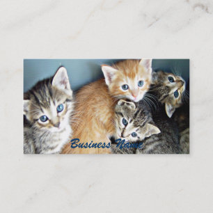 4 Carte de visite Kittens aux yeux bleus