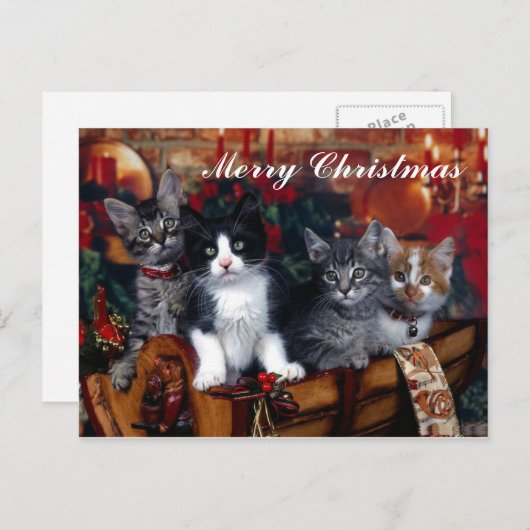 4 Chats Joyeux Noël Carte postale (Devant / Derrière)